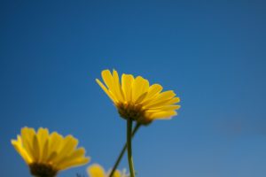 キク科の花の写真